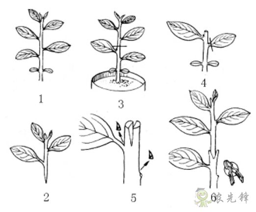 農(nóng)業(yè)科普