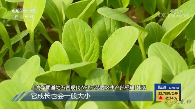 上海奉賢海灣鎮的巨型的植物工廠