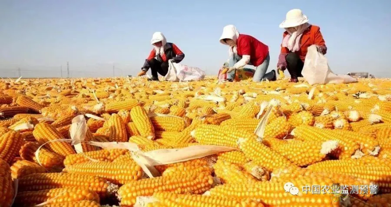 兩部門：繼續(xù)實施玉米和大豆生產(chǎn)者補(bǔ)貼等政策