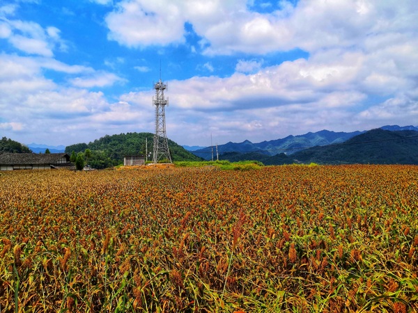 習水這五年：現代農業助推鄉村振興