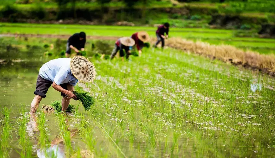 白描 苑鵬：現(xiàn)代化進程中我國農(nóng)民全面發(fā)展的痛點