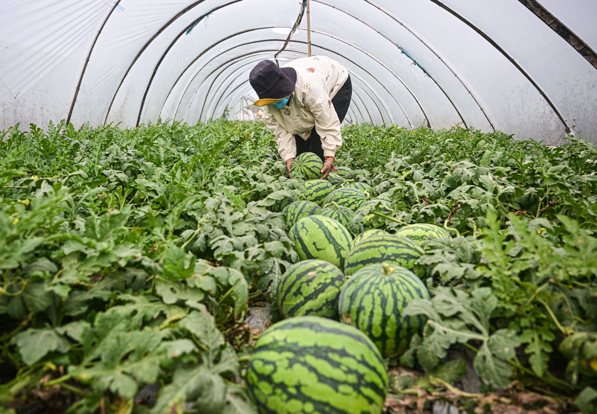 海南：推進農業現代化 助力端穩中國飯碗