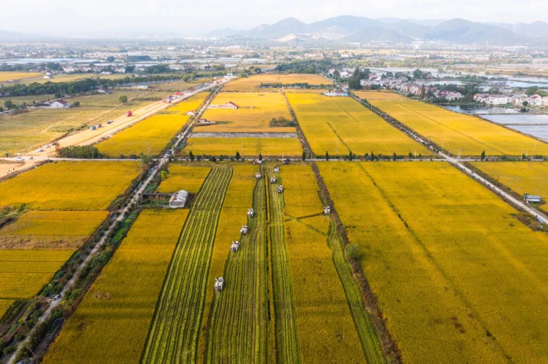 穩！農業農村經濟邁出新氣象 邁出新成效